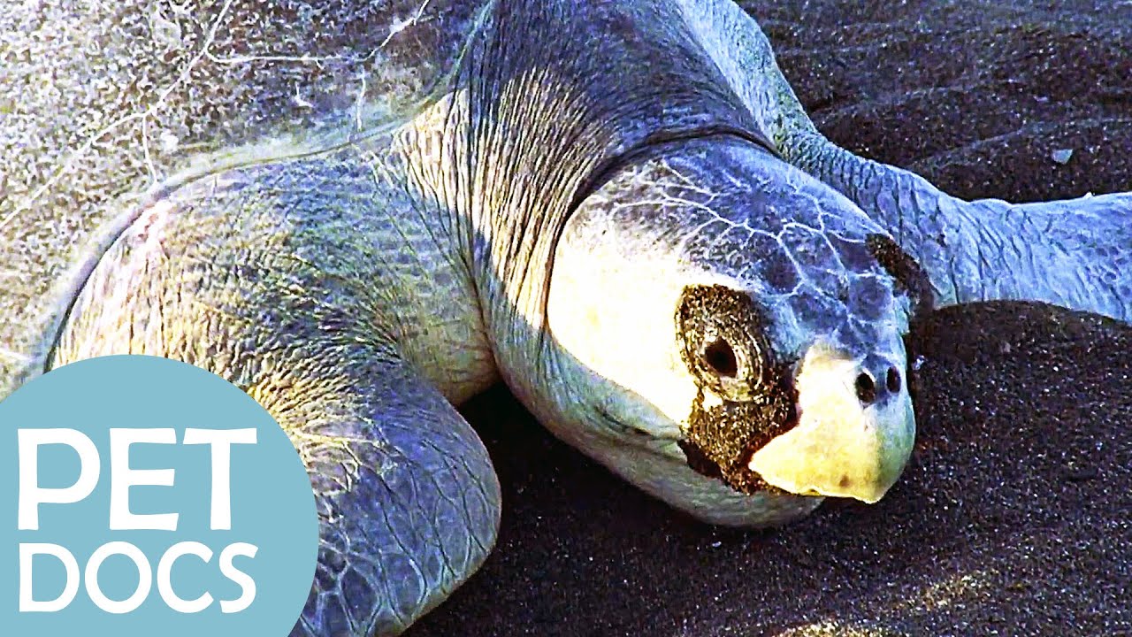The Demanding Journey of a Newly Hatched Turtle | My Animal Friends | Pet Docs