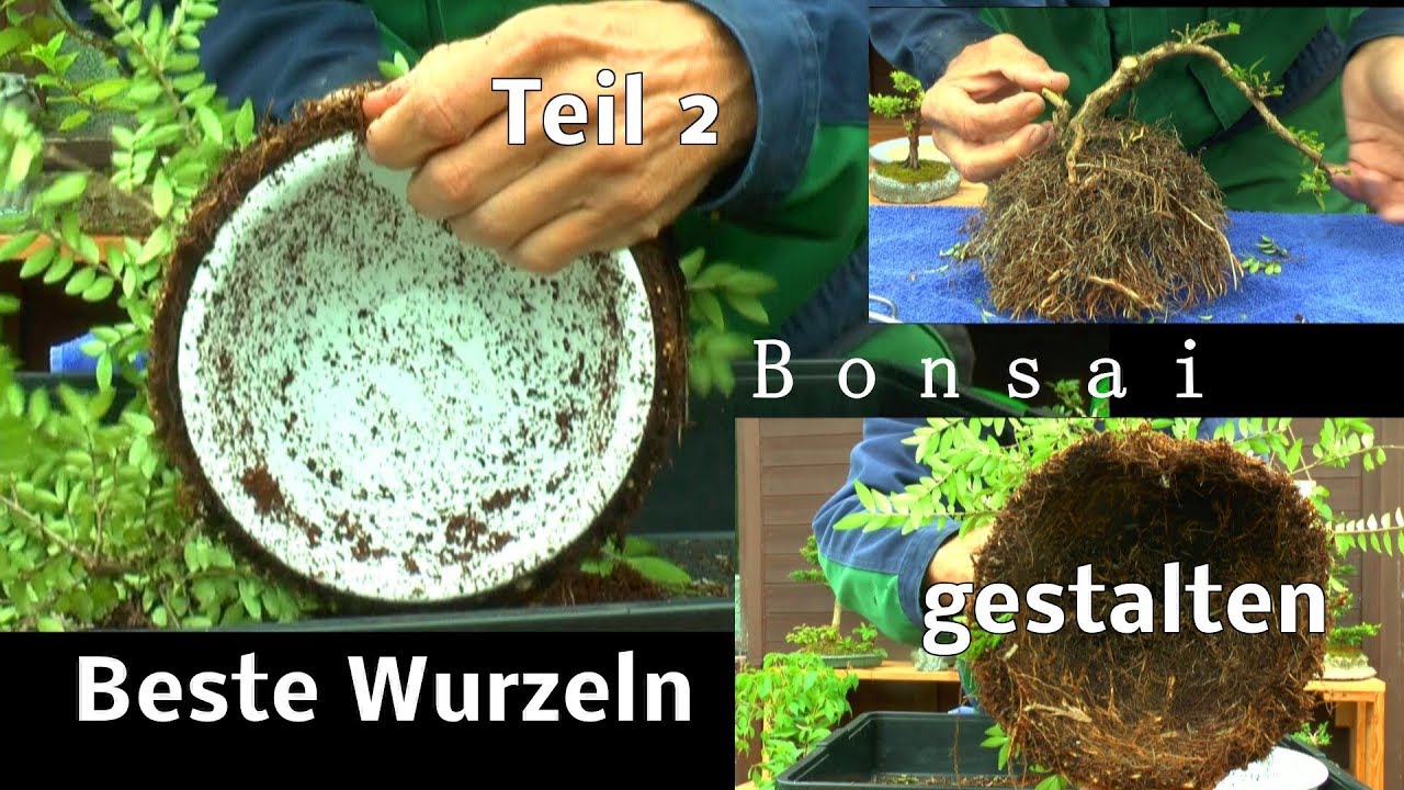 Big Bonsai in 2 Jahren die erste Vorbereitung ist abgeschlossen Wurzelgestaltung Bons