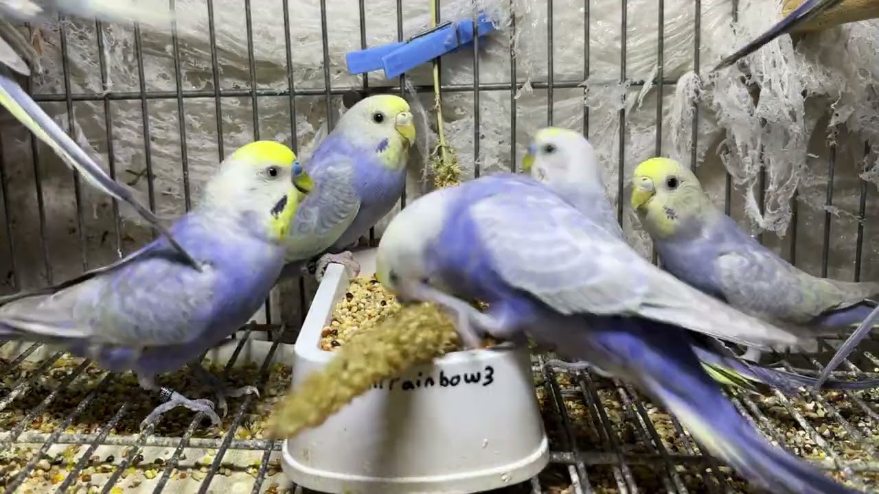 Kuşunuza Bu Yem Yeme Seslerini Dinletin! Anında Cevap Veriyor 😍