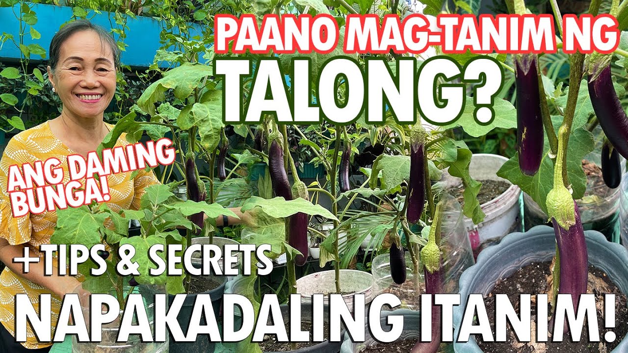 ANG DAMING BUNGA NG TALONG! PAANO NGA BA ITO ITINATANIM? NAPAKADALI LANG! (How to plant Eggplant)
