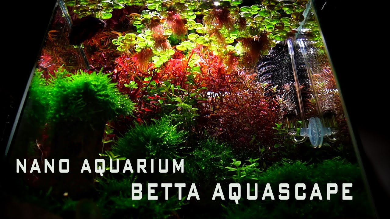 NANO AQUARIUM | BETTA AQUASCAPE