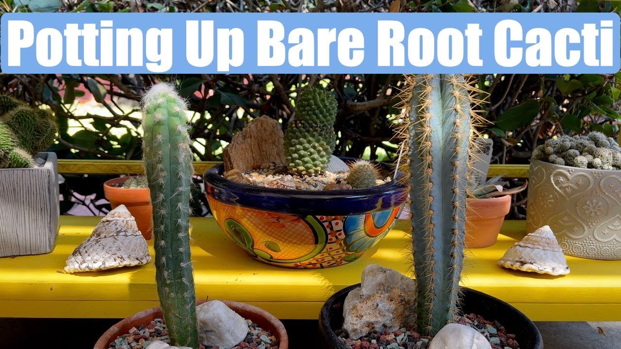 Potting up Bare Root Cacti Pilosocereus Pachycladus and Pilosocereus Azureus