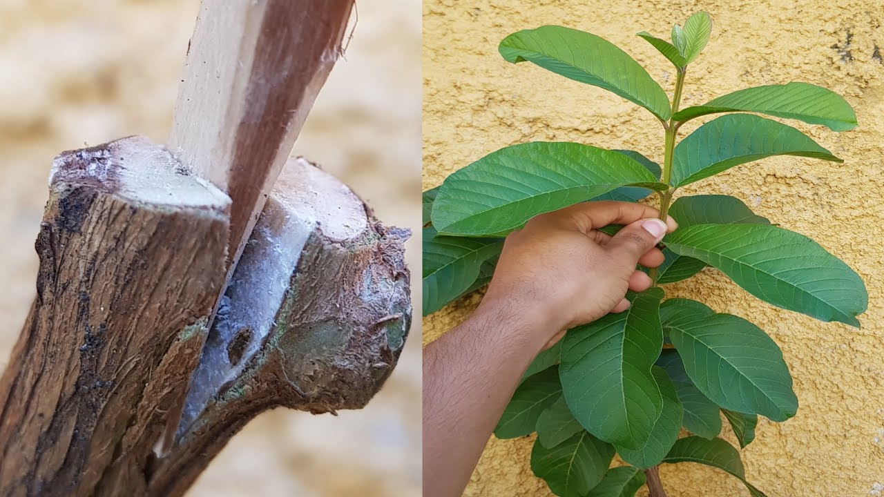 Enxerto para todo tipo de planta (90% de sucesso)