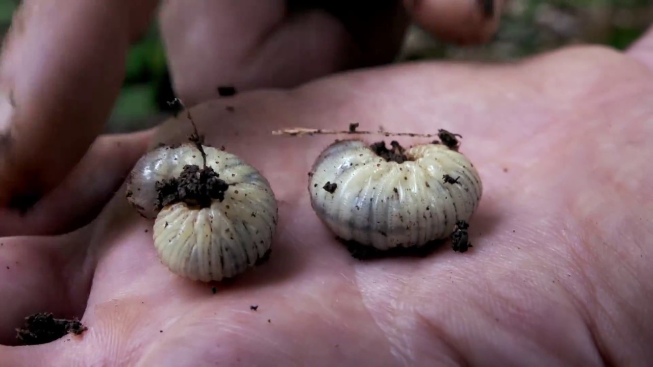 Inventaire naturaliste dans la Réserve de la Haute-Touche