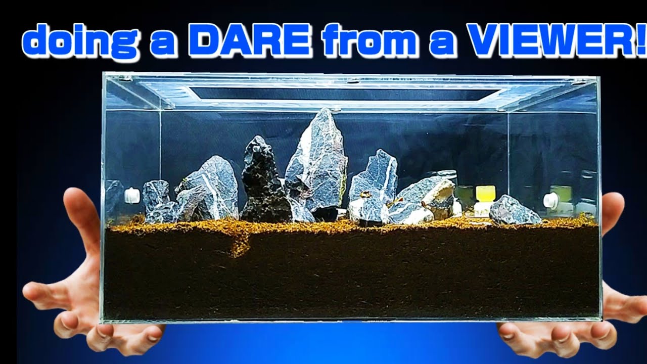 SAVING A DYING COLONY! | D colony
