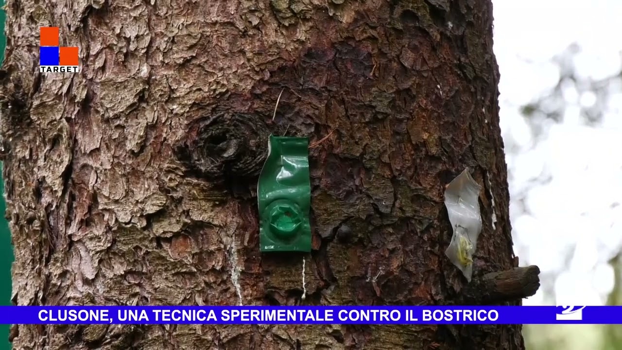 Clusone, una tecnica sperimentale contro il bostrico