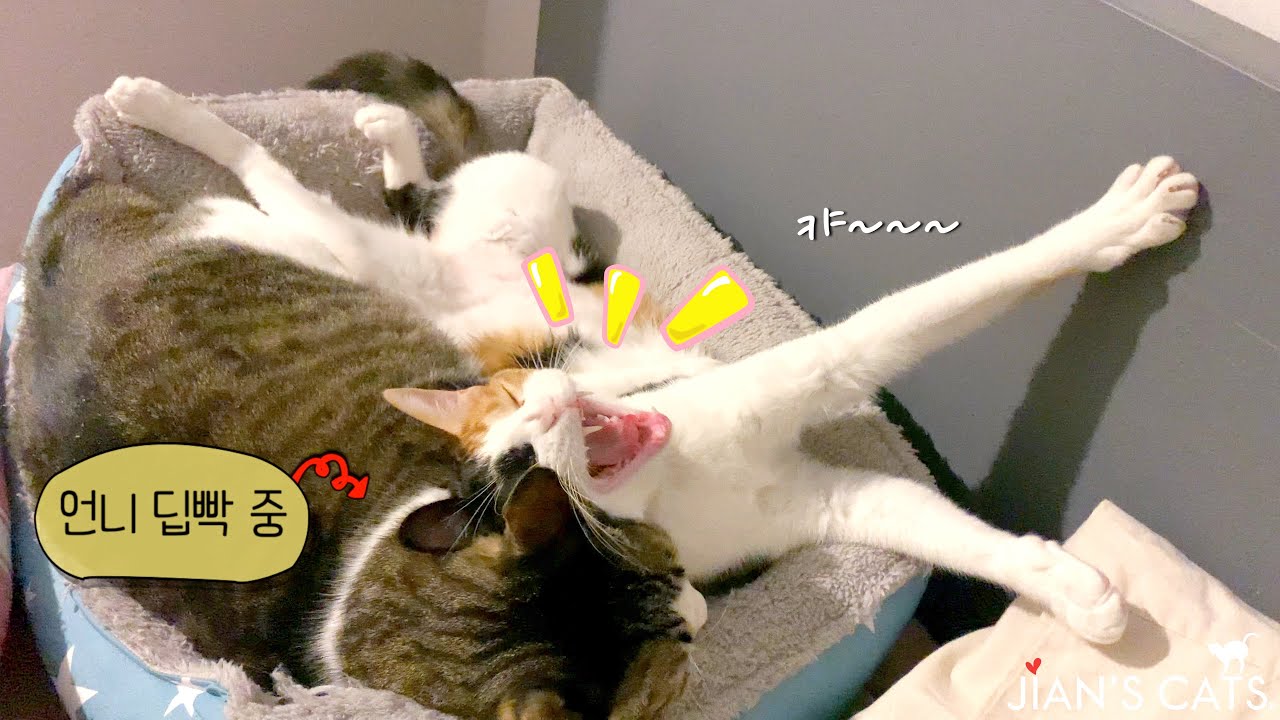 잠버릇 나쁜 고양이 언니한테 대차게 혼남