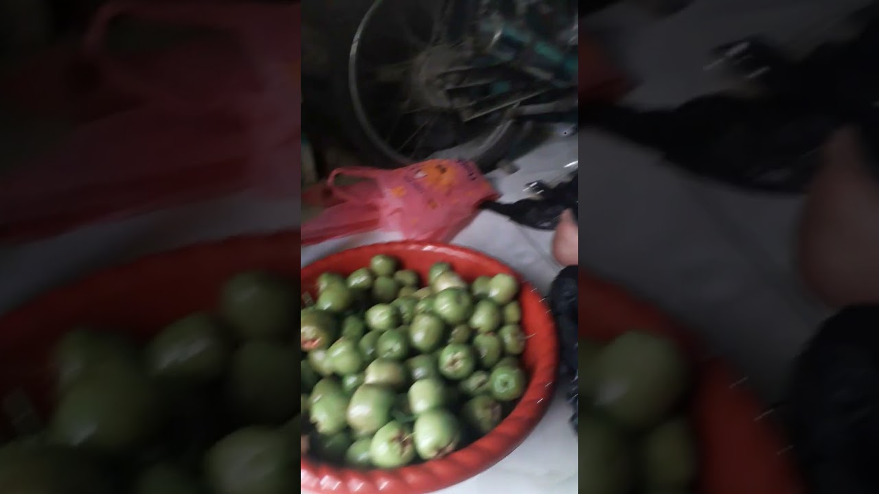 panen ke 2 jambu brazil madu