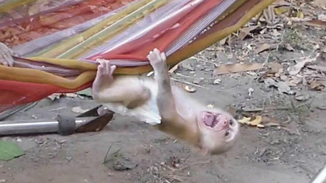 So Much Pity!! Baby Moly Cry Siezures Pull Hammock Very Loudly Not Want Mom Sitting Far From Him