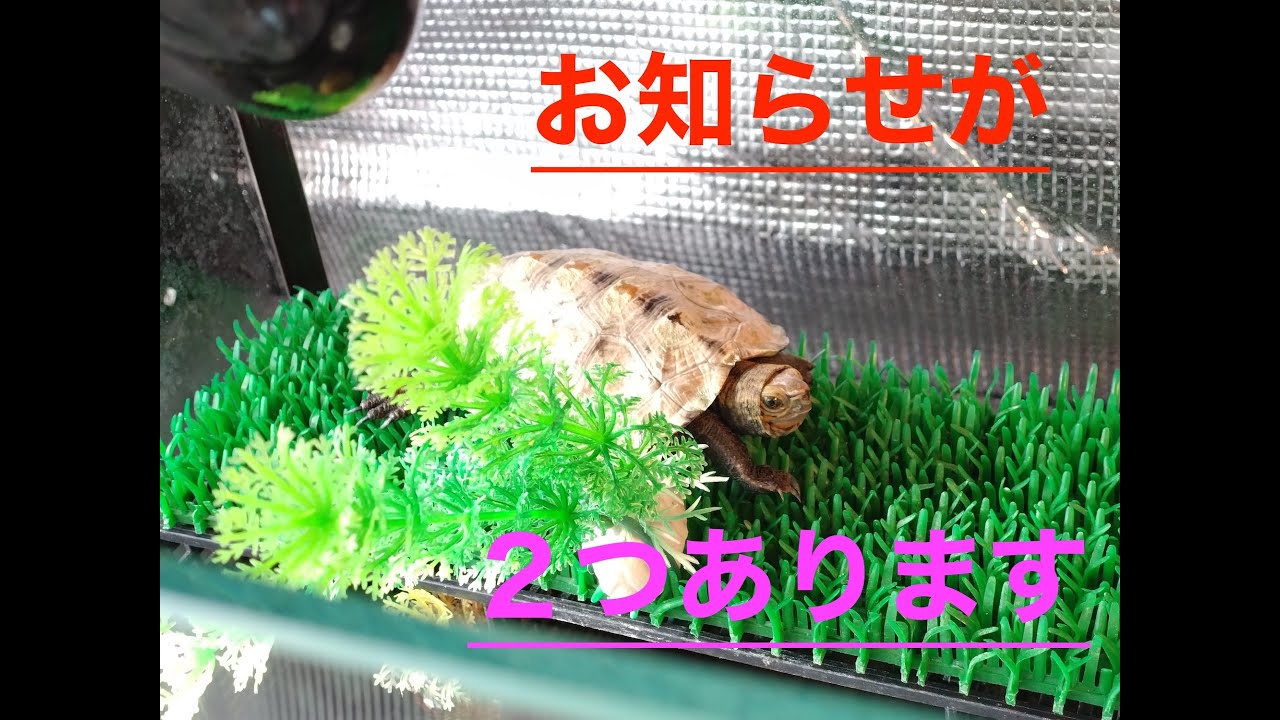 ２つのお知らせがあります#ニホンイシガメ #亀飼育 #体調