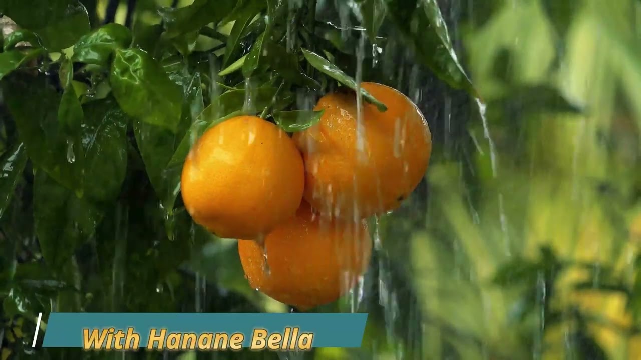 صوت المطر🌧️, العلاج السري للروح المتعبة/أصوات المطر الصافية للنوم والاسترخاء , 🎧bruit  de la pluit