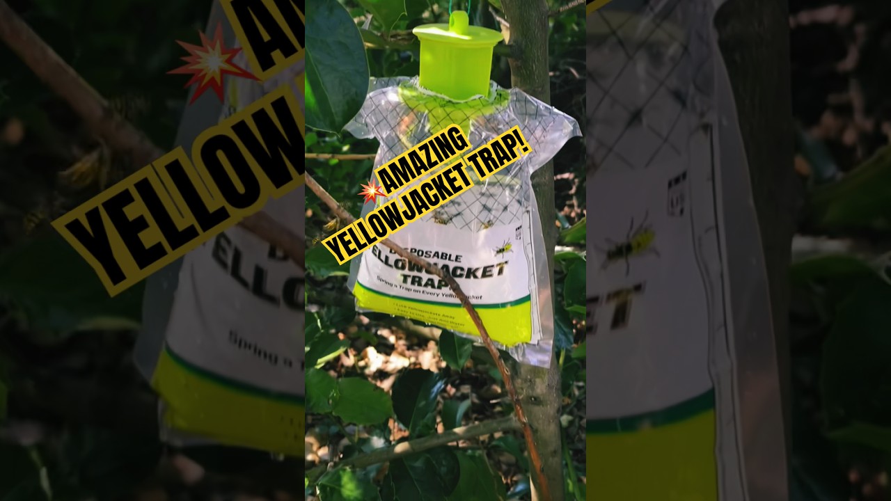 🐝AMAZING YELLOWJACKET TRAP! #shorts
