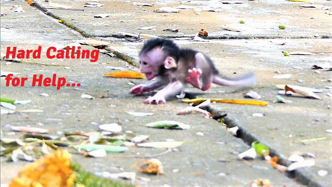 How Scared of Baby One Is! Mother Monkey Rany Runs Rapidly Escaping from Rana Left Baby On Ground