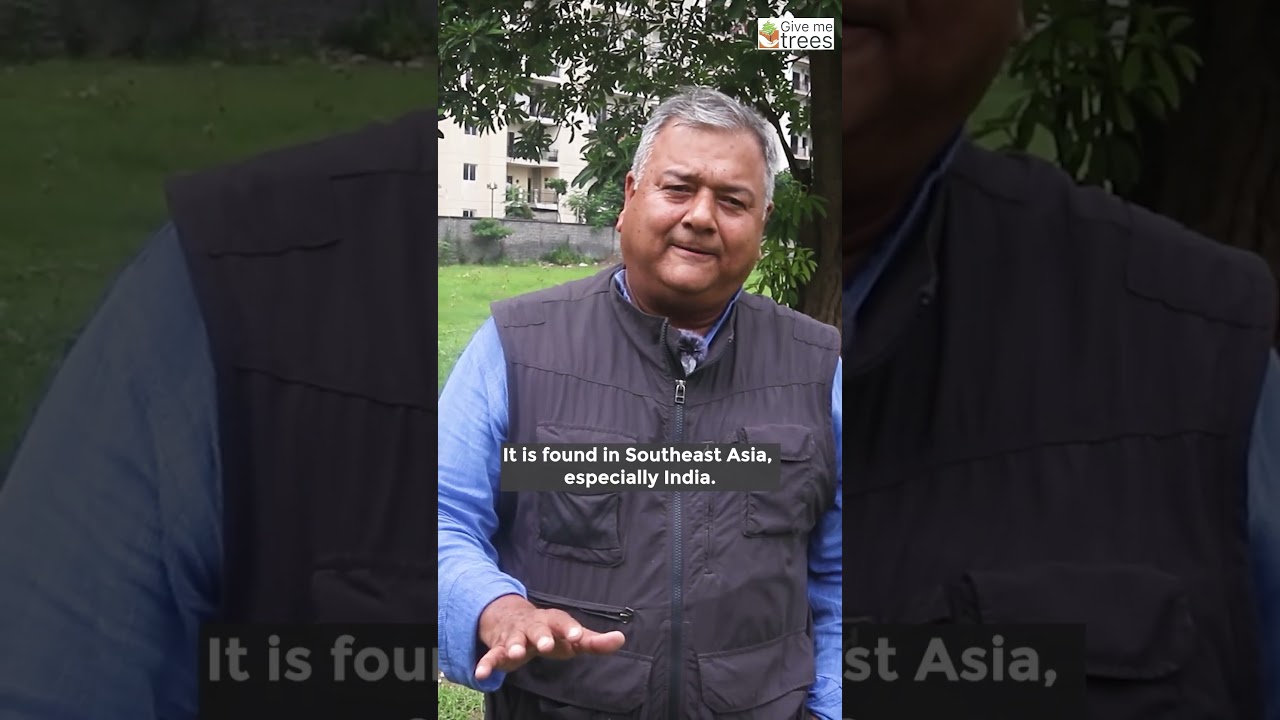 Alstonia - An Evergreen Tree | Best Shade Giving Tree