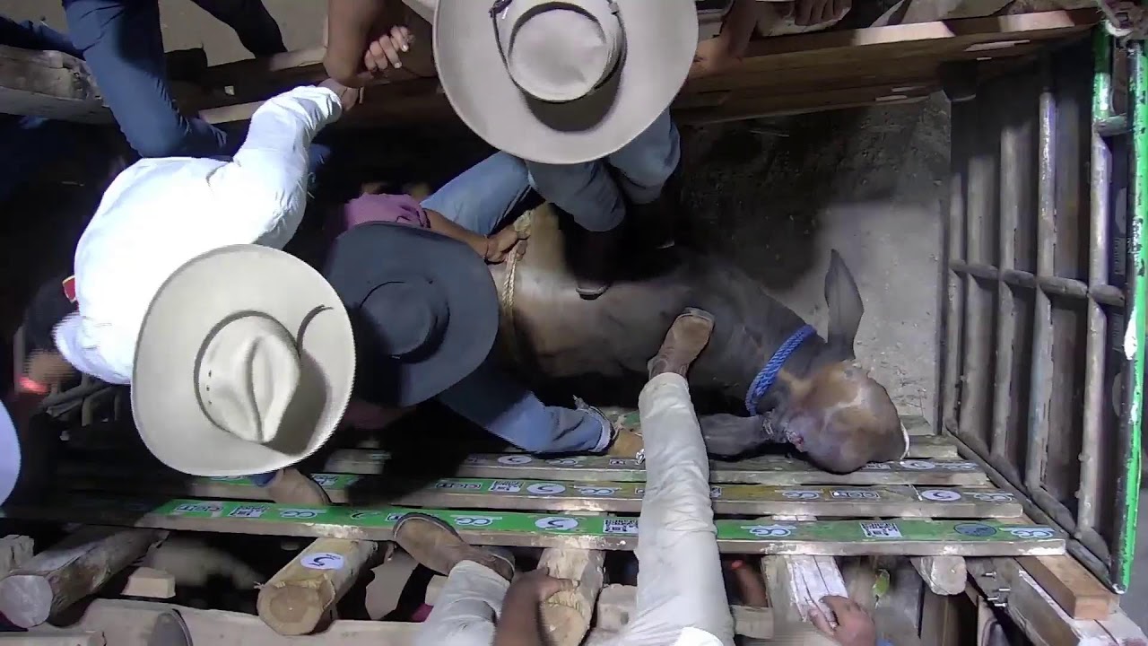 Transmisión en vivo de Fiestas Típicas Nacionales Santa Cruz