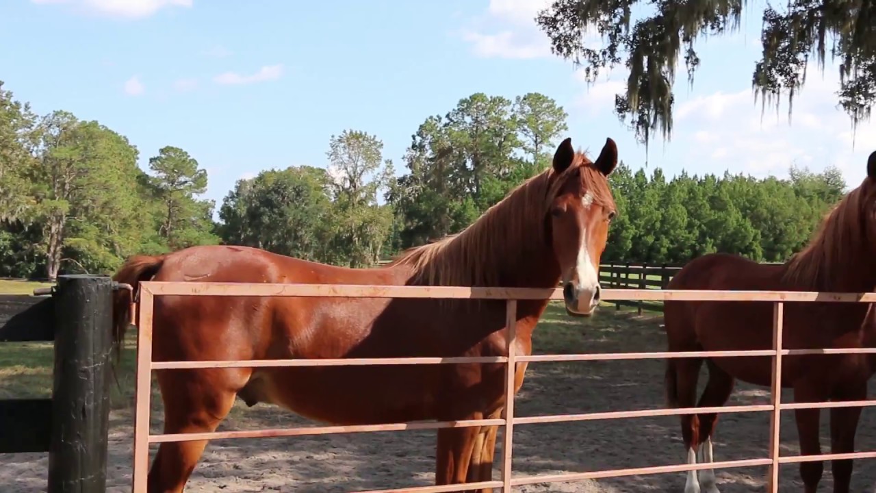 Rohara Arabians