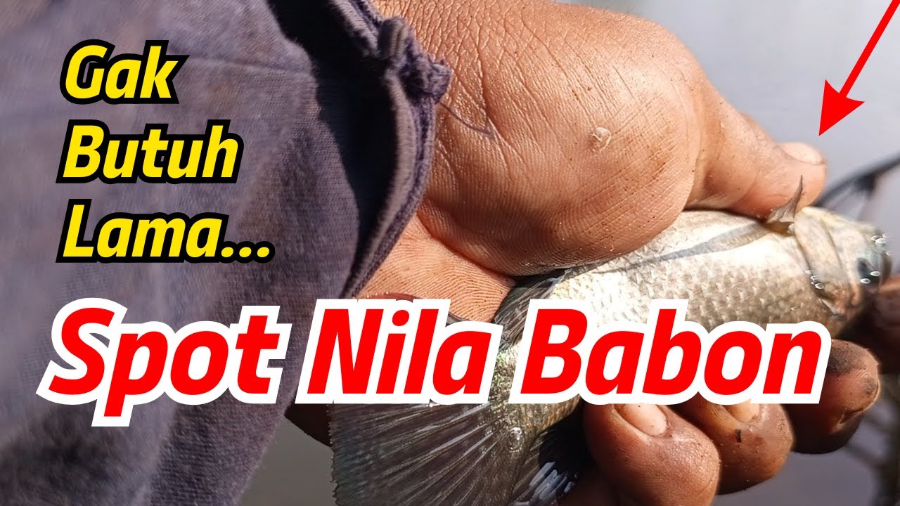 GAK BUTUH LAMA PELAMPUNG LANGSUNG HAUP-HAUP‼️ SPOT GACOR IKAN NILA MUJAER 