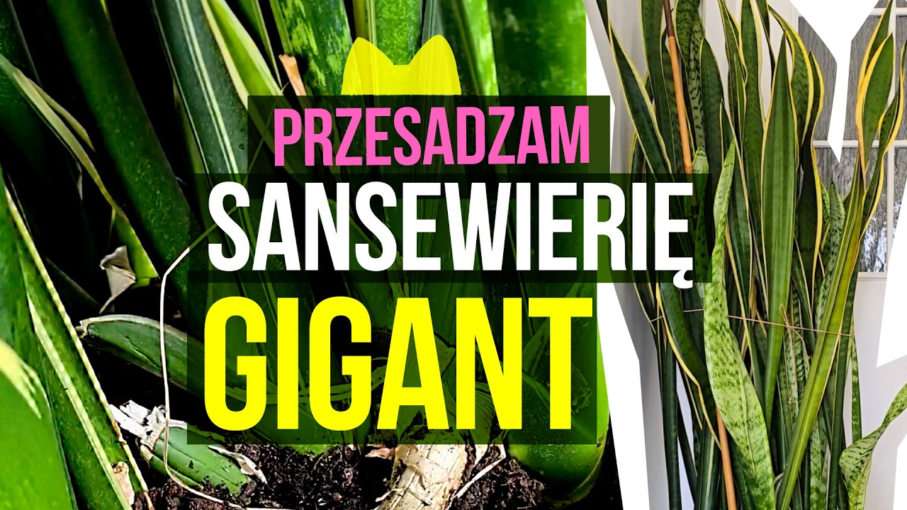 Sansewieria gigant! Zdradzam sekret jej uprawy.