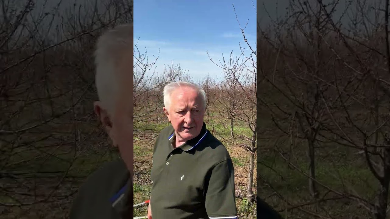 Pravilno orezivanje višnje