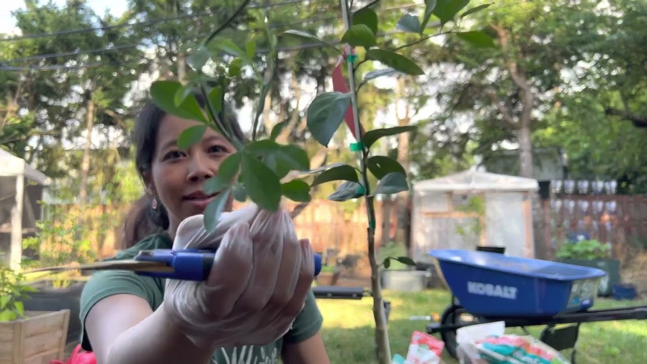 Potting up an Owari Satsuma! | Growing Citrus in Zone 8b | Garden Vlog Ep-1