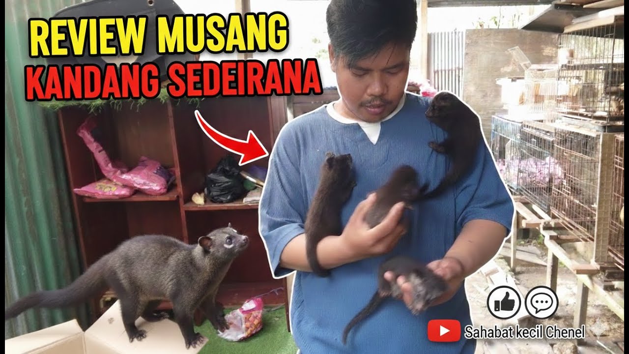 🛑Review Jujur: Pelihara Banyak Musang dengan Kandang Sederhana #musangloversindonesia 