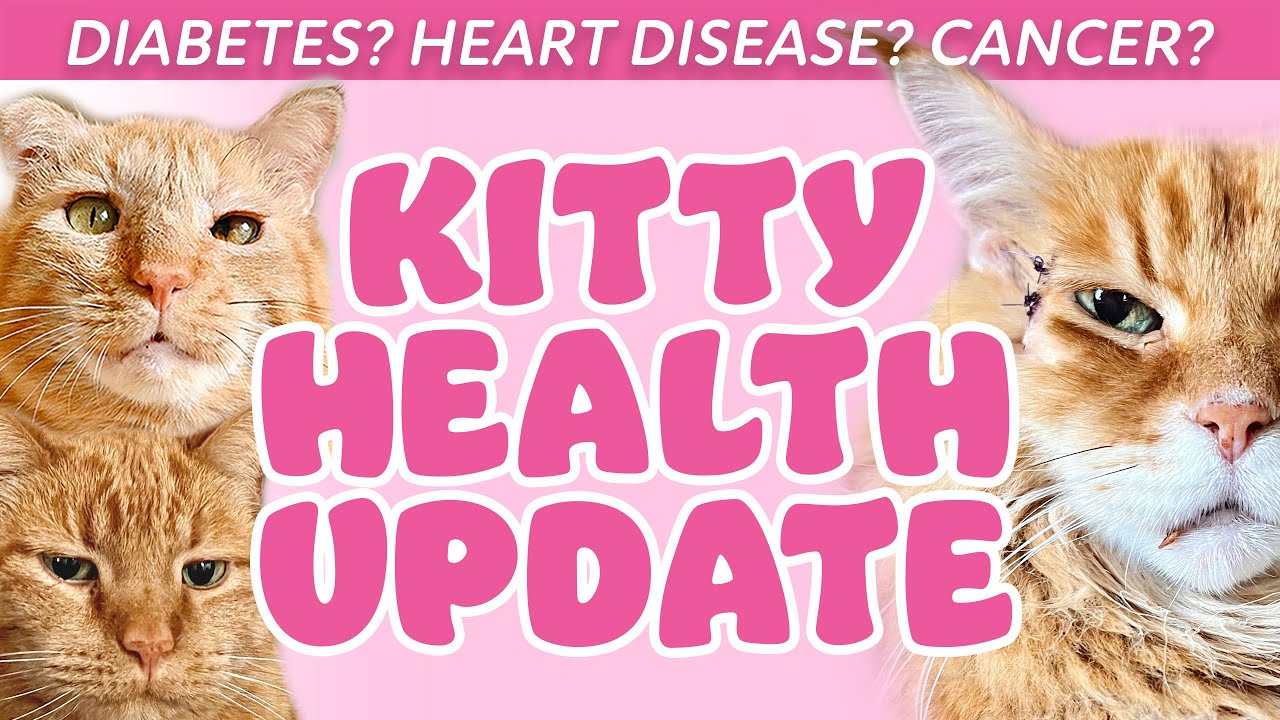Diabetes, Heart Disease, Cancer? Cat Health Update | Vlog