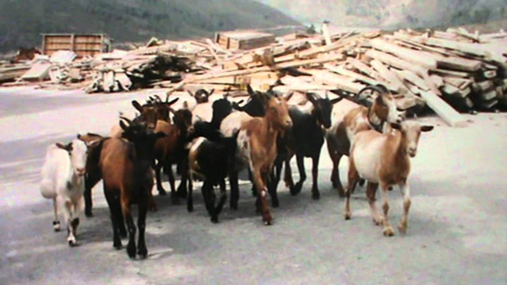 ZE CARVALHAL DESAFIO AO CUNHA DE VILA VERDE ANO 1983 1ª PARTE
