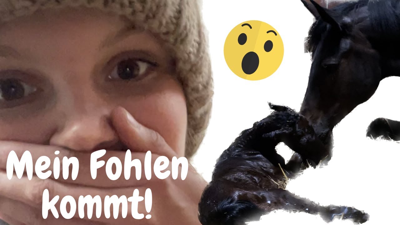 Mein Pferd bekommt ein Fohlen! I LILGRO
