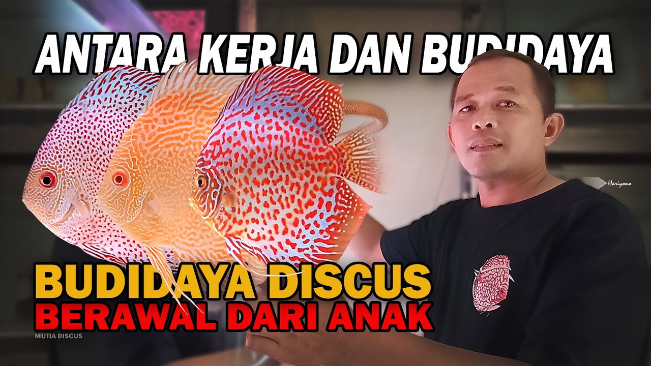 IDE USAHA CERDAS!!! RUMAH DIKUASAI IKAN DISCUS CANTIK, CUAN PUN MENGALIR | MUTIA DISCUS