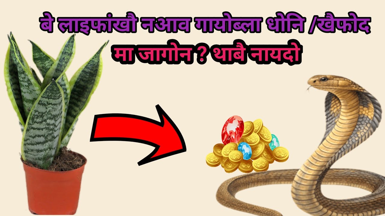 बे लाइफांखौ नआव लाखिब्ला खैफोद जायो // Snake plant//Boroni Rani 2.0 