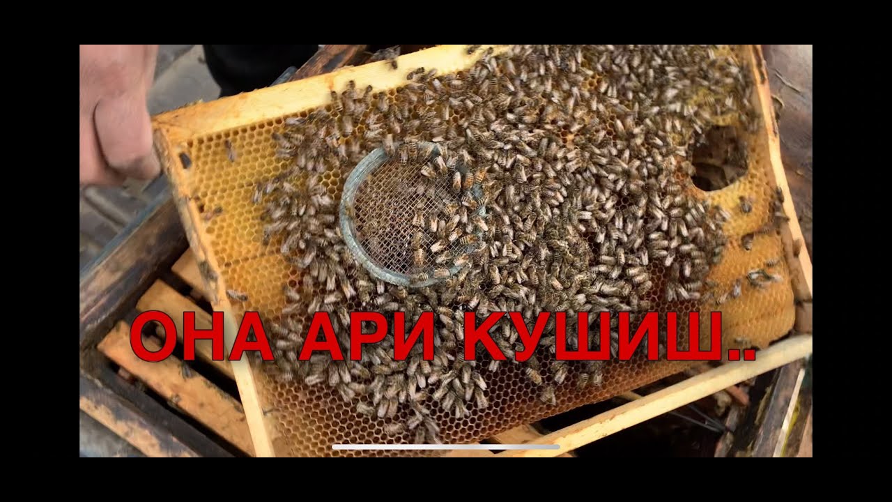 БАХОРДА ОНА АРИСИ ЙУК ОИЛАГА ОНА АРИ КУШИШ.🐝. Асаларичиликни урганиш.Асалари бокиш сирлари.