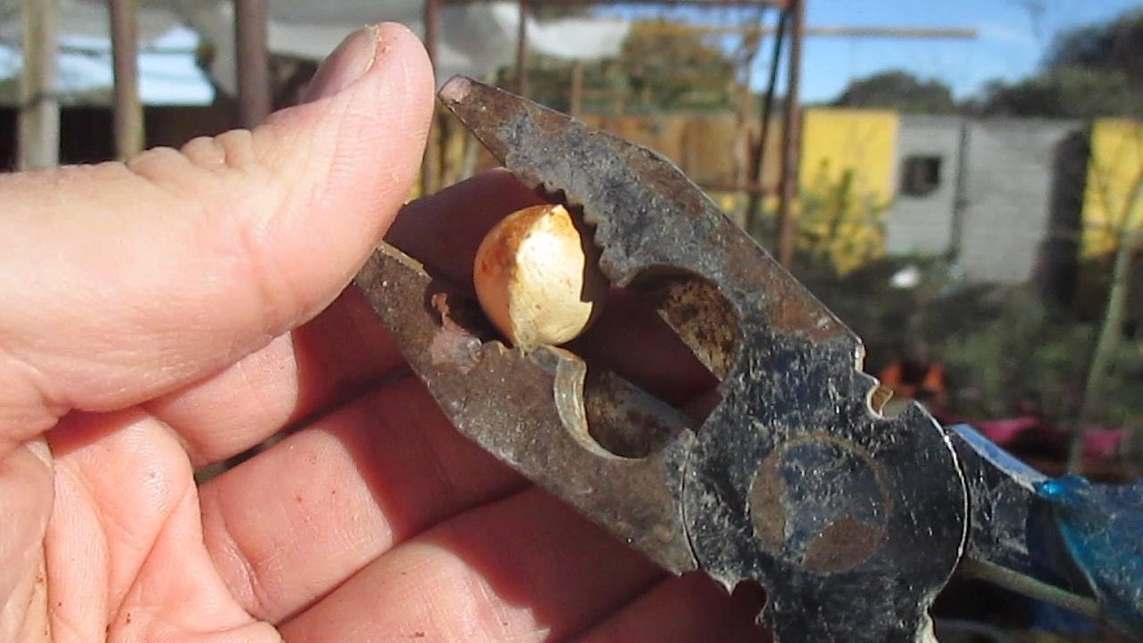 TRUCO PARA LAS SEMILLAS DE GINKGO