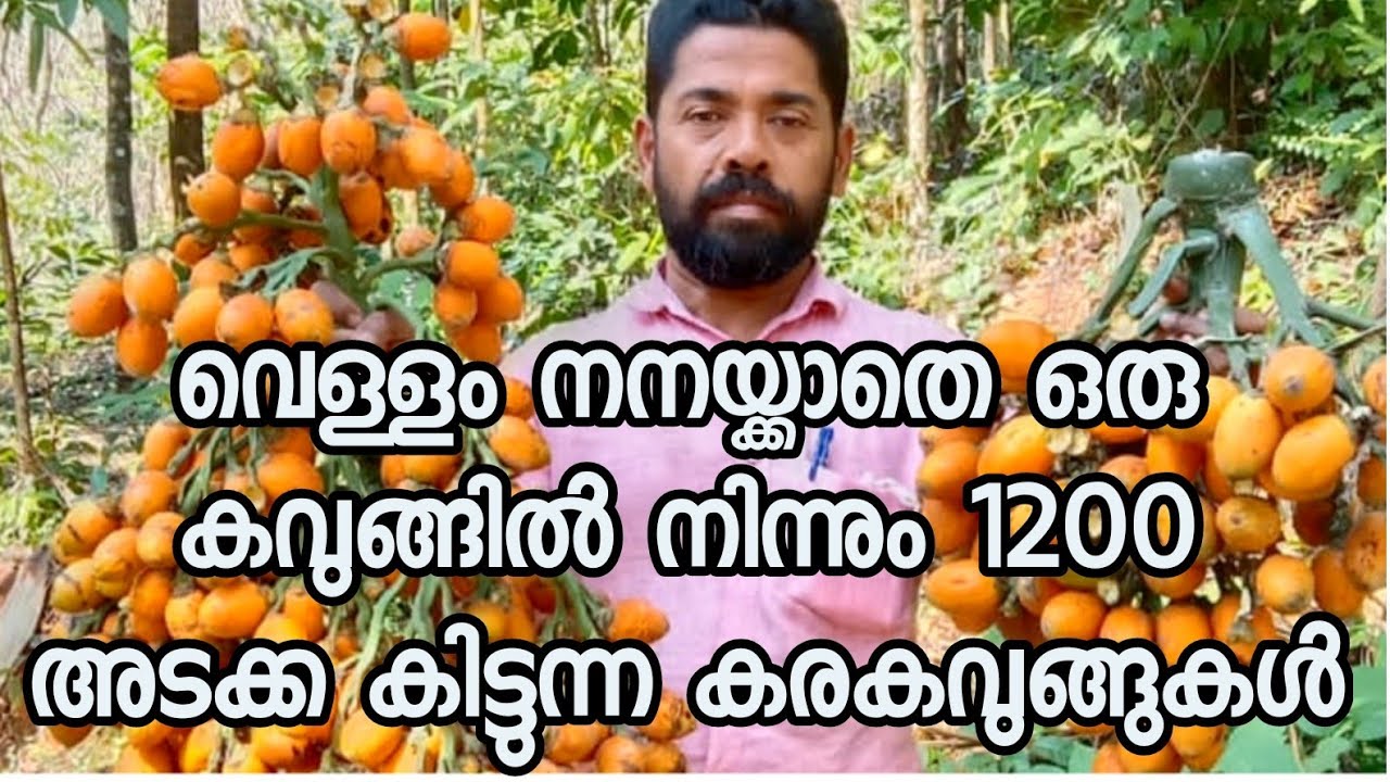 ഈ കവുങ്ങിനു  വെള്ളം നനക്കേ  ണ്ടതില്ല,വെള്ളം നനക്കാതെ കുന്നിൻ പ്രദേശത്ത് വളരുന്ന നല്ല ഇനം കരകവുങ്ങ്.