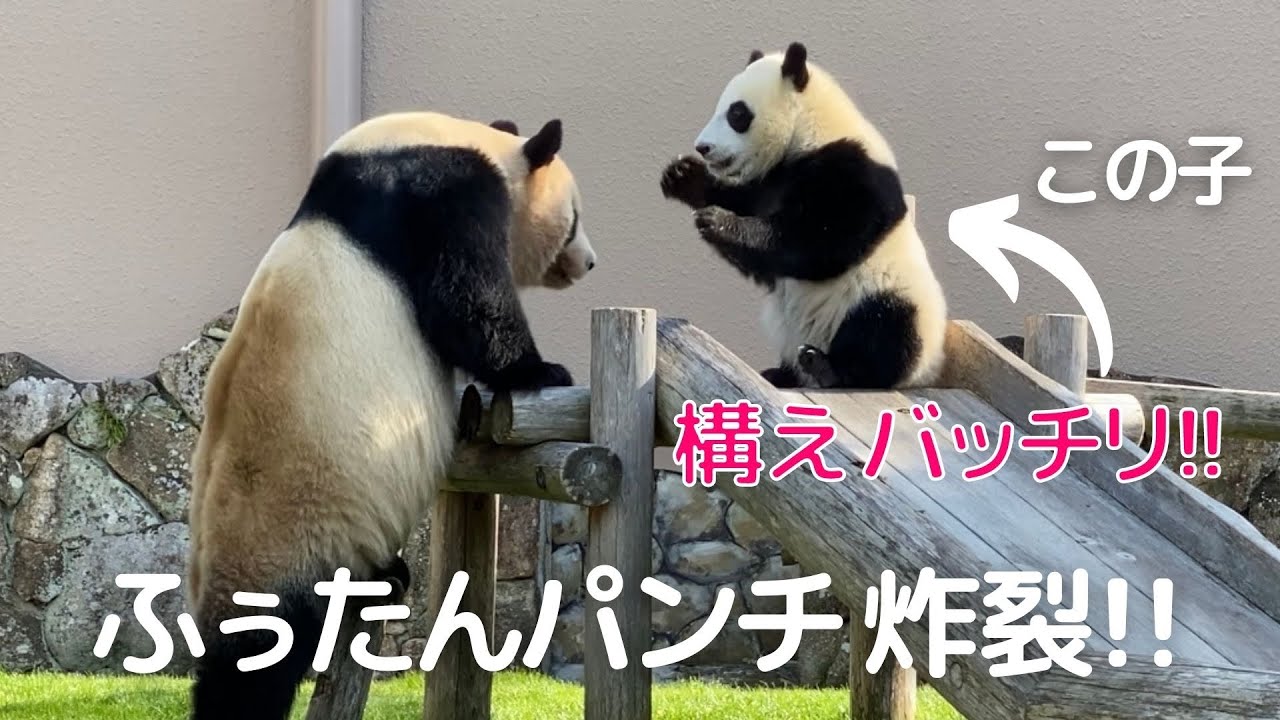 まるで..ねこパンチ!!からの落下祭り😂見てると力が抜けるwママと戦う子パンダ楓浜🍁