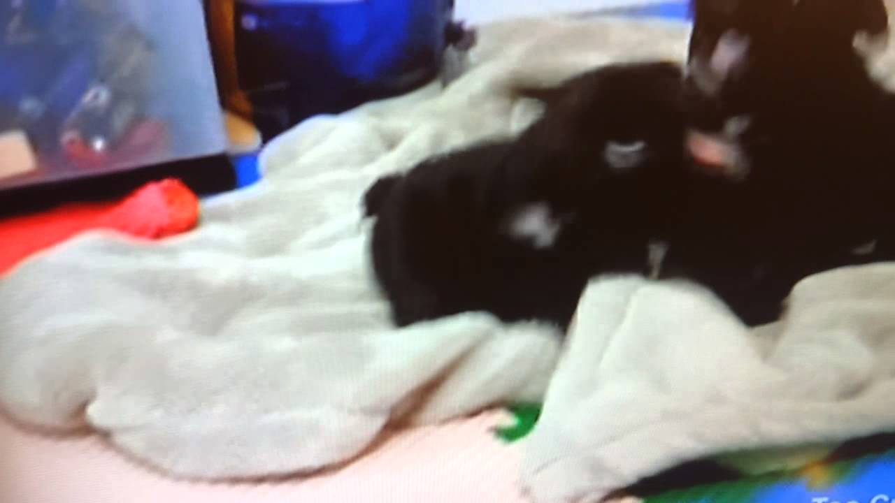 Too Cute French Bulldog Puppies