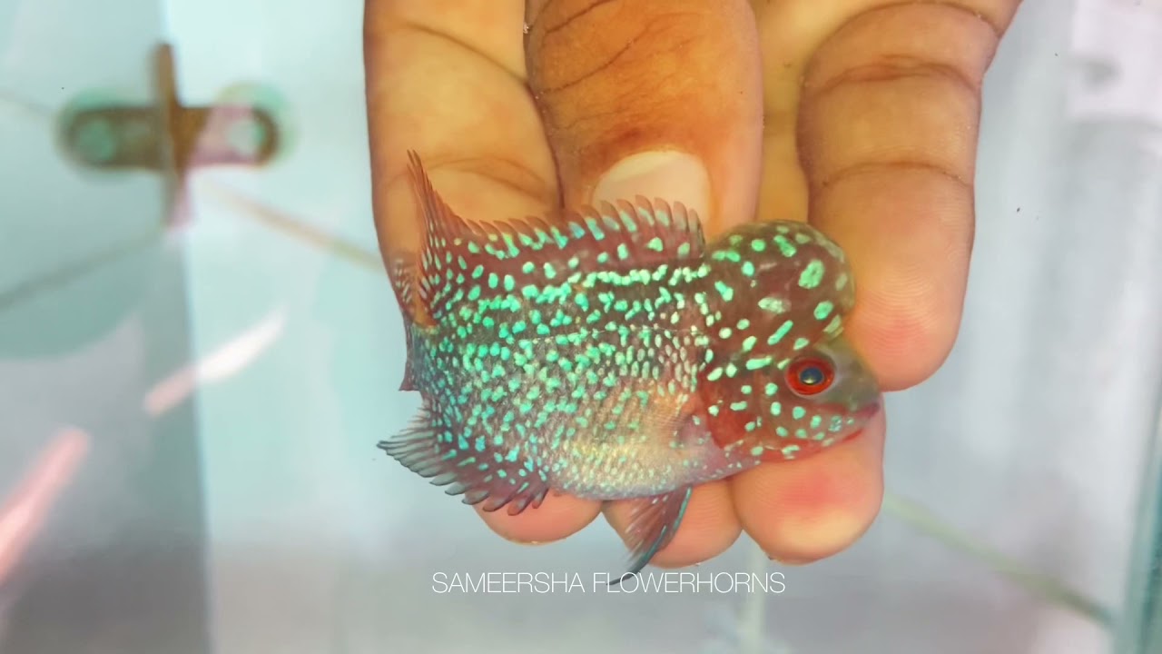 Monsterkok Srd flowerhorn juvy | 2inch size # sold