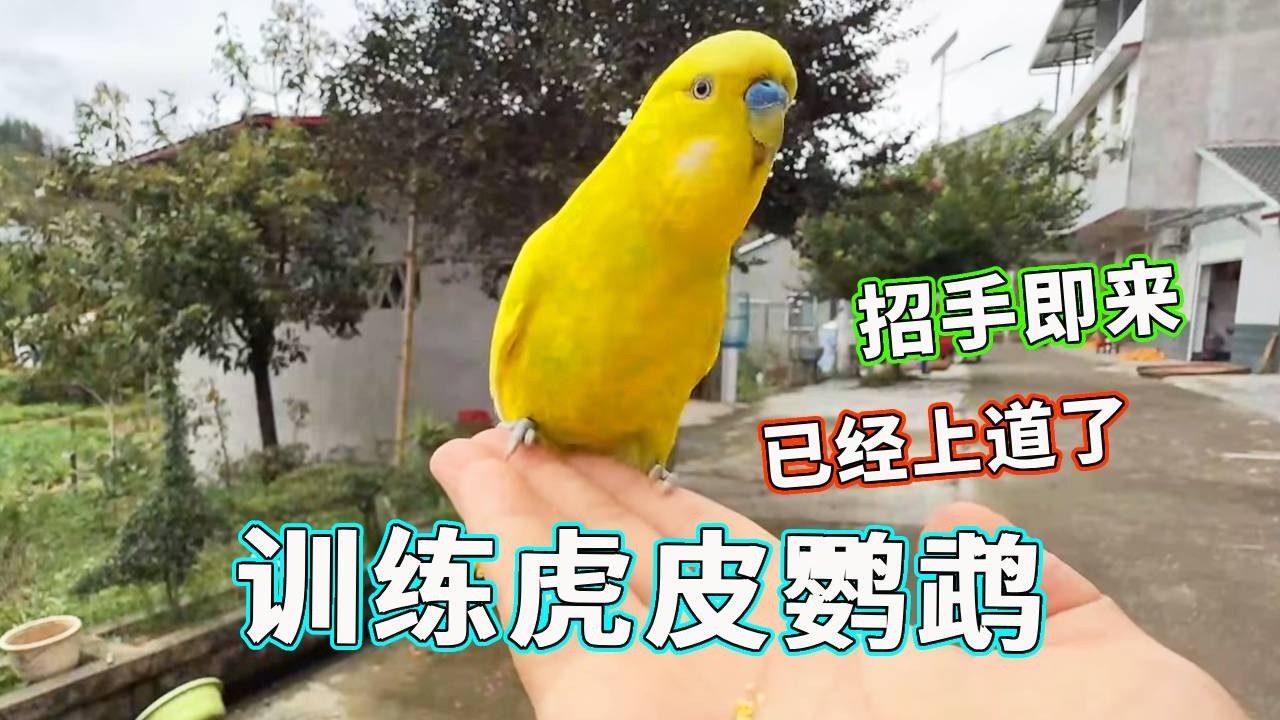 第一次带虎皮鹦鹉出门训练，居然这么聪明，轻松拿捏训练技巧！【天下一场梦】