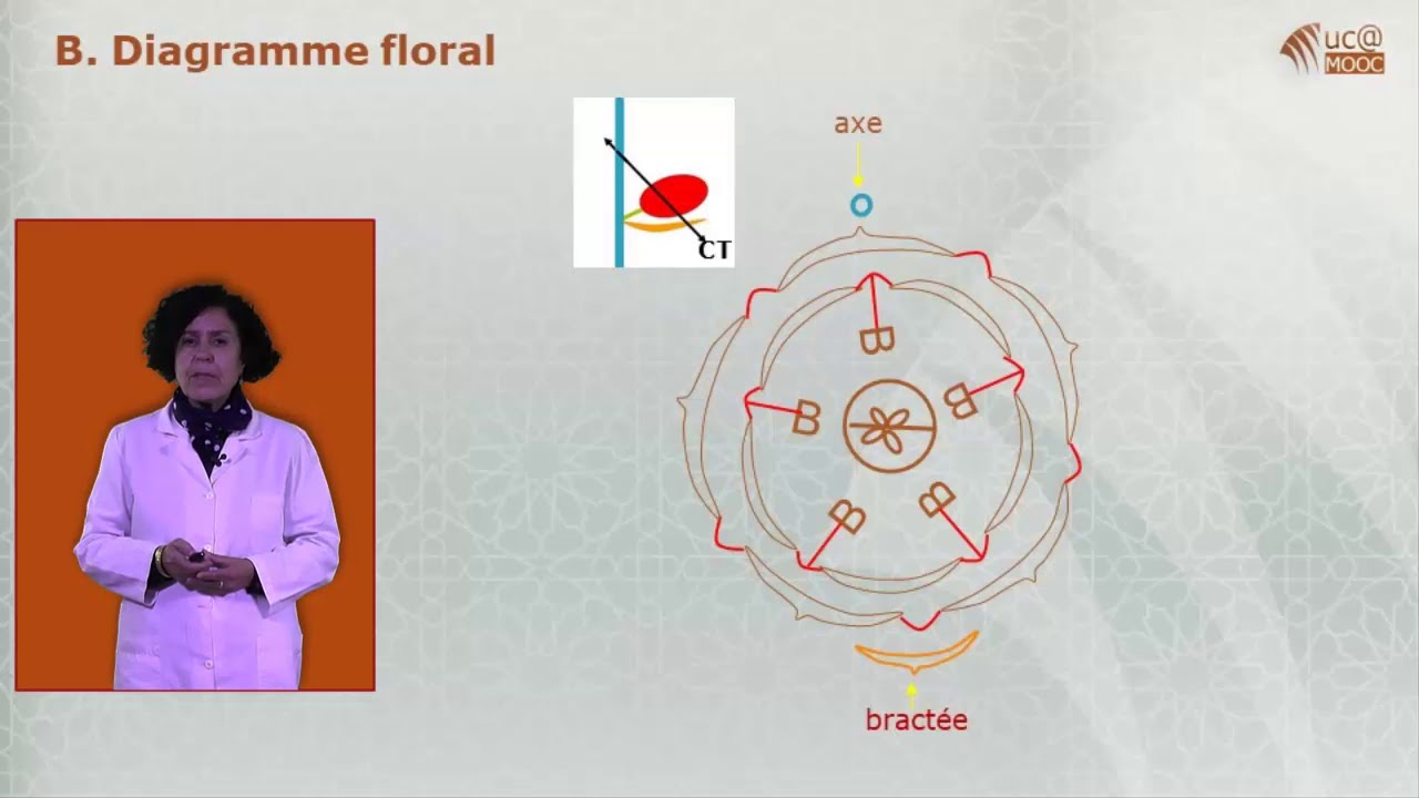 III. Formule et diagramme floraux