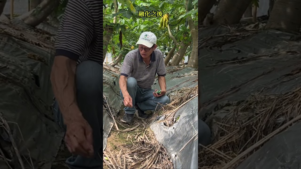 種木瓜如何施肥和灌溉比較好?