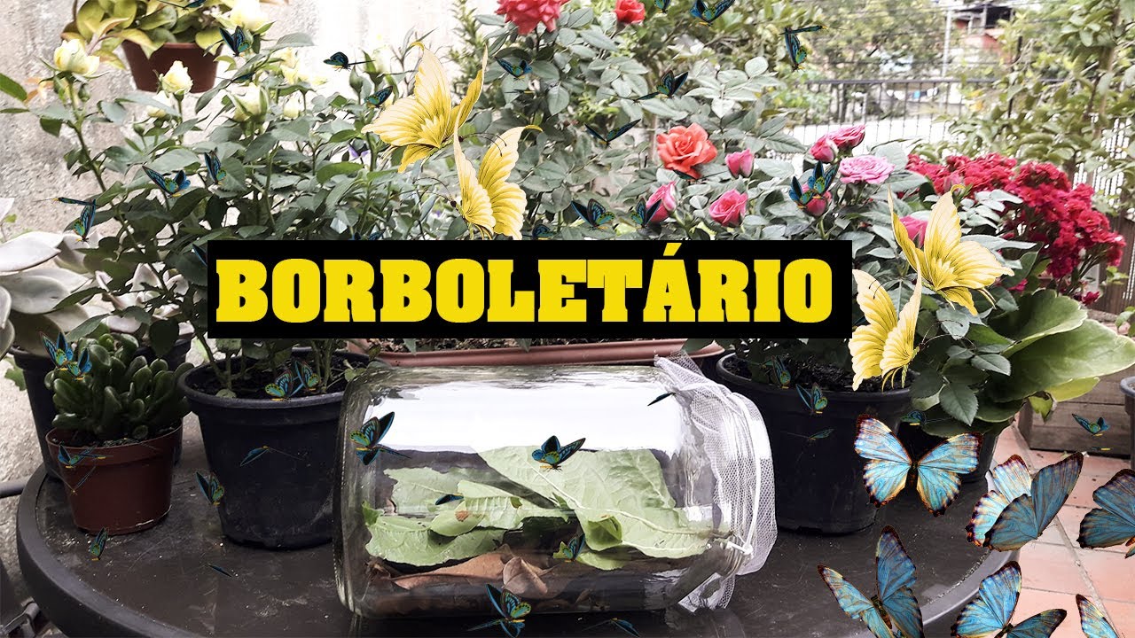 Como fazer um borboletário caseiro. Solução simples para as lagartas das suas plantas.