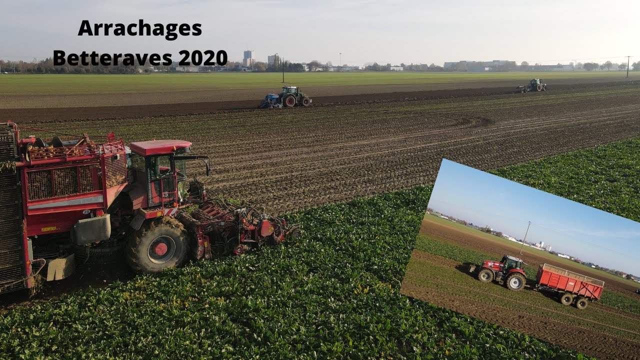 ARRACHAGE BETTERAVES 2020 Leignel Petit