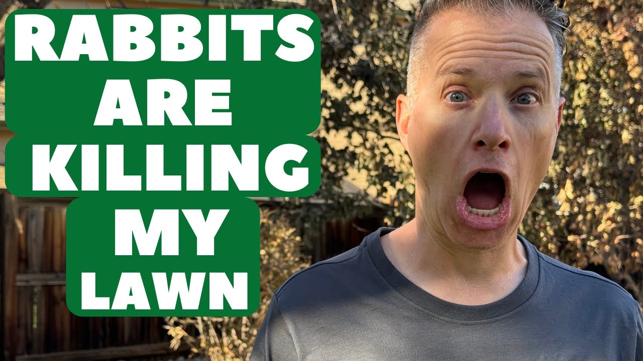These Rabbits Are Killing My Lawn and Here Is What I'm Going To Do About it