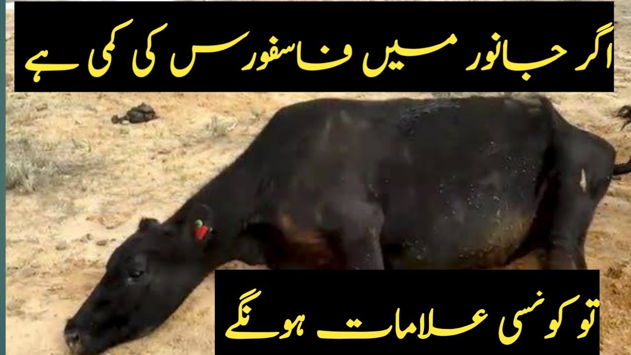 Phosphorus Deficiency||Use of Phosphorus in Animals! Diseases caused by its deficiency