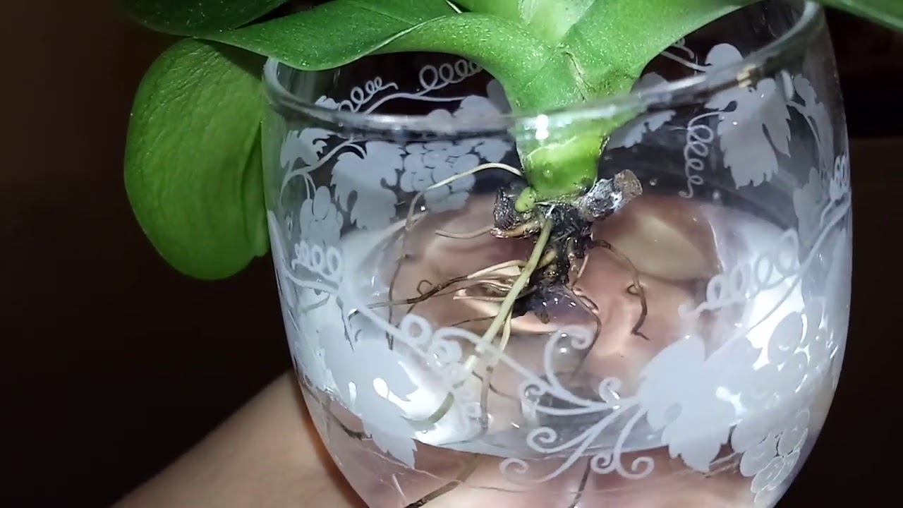 Orquídea sem raízes! Como recuperar Phalaenopsis sem raízes na água