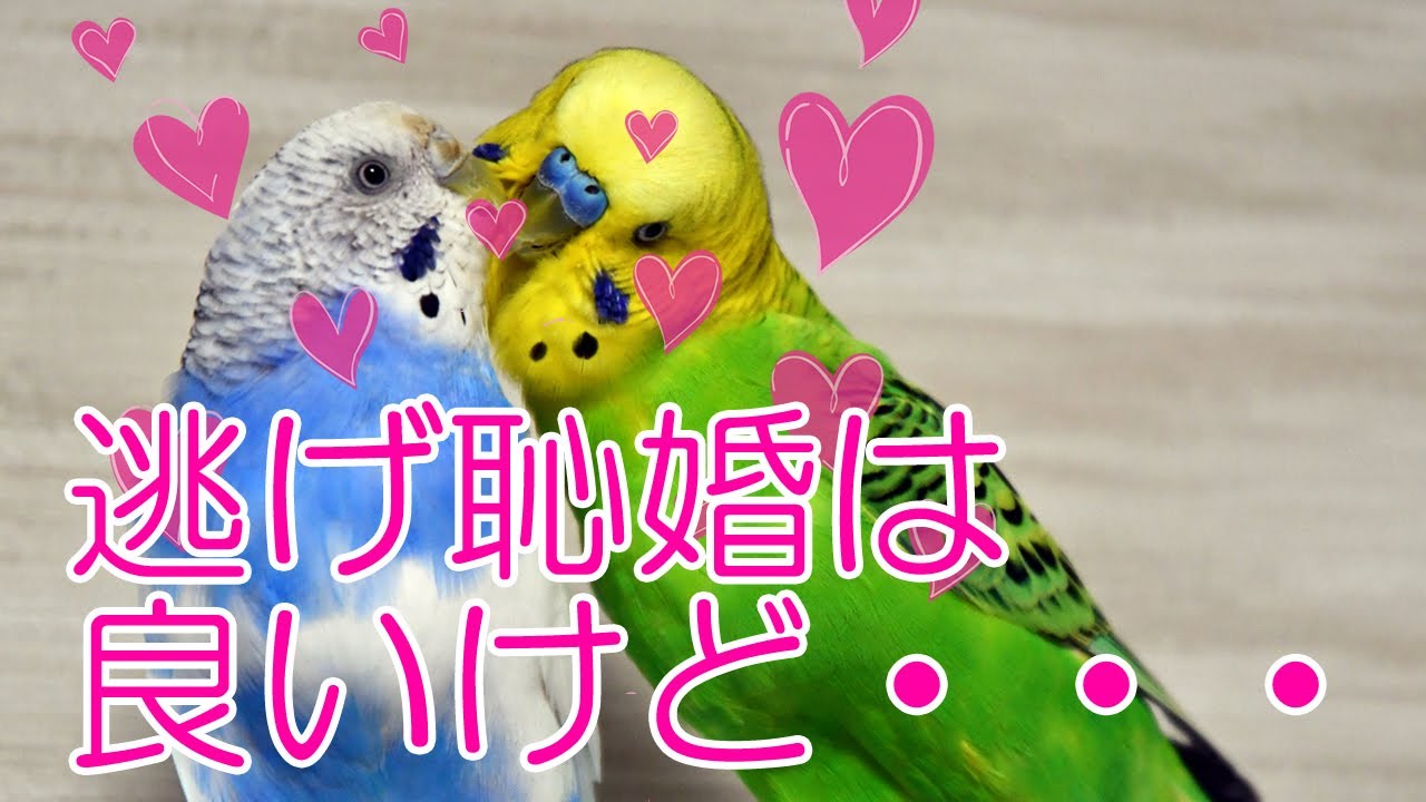 【鳥】獣医師が教える発情とその抑制について