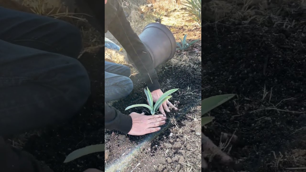 Planting Agave from Seed