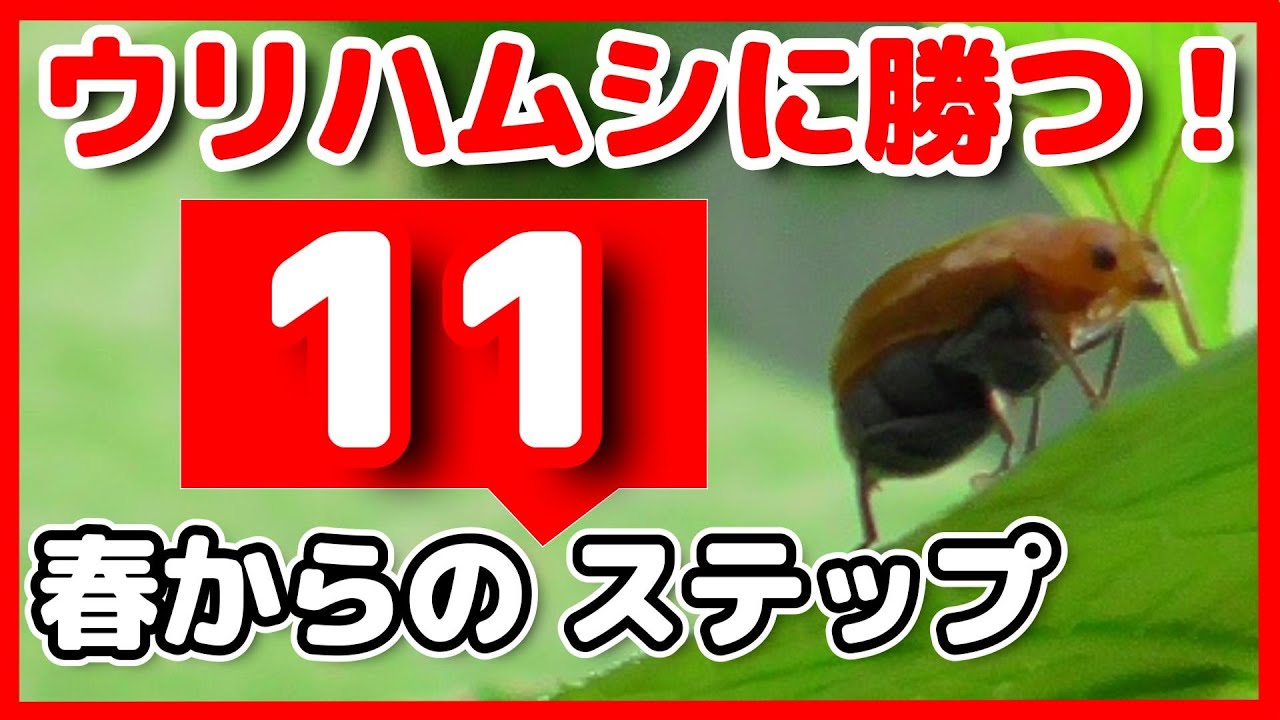 春から始める！ウリハムシ対策完全ガイド【時系列で簡単解説】
