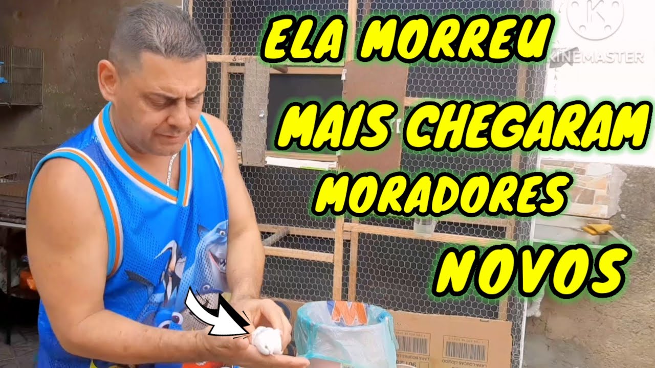 ELA MORREU CHEGARAM MORADORES NOVOS PERIQUITOS AUSTRALIANO ROLINHA DIAMANTE