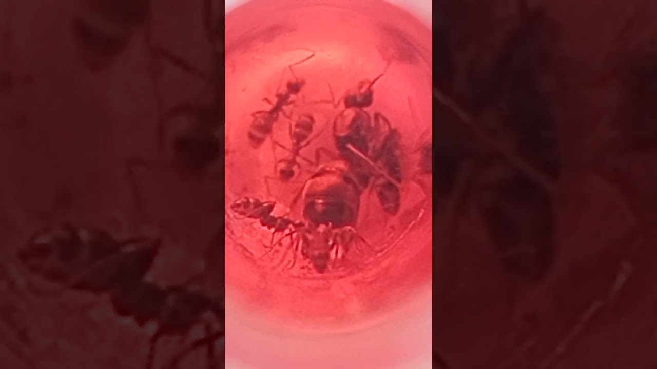 Lasius niger 3.r formica rufibarbis.r