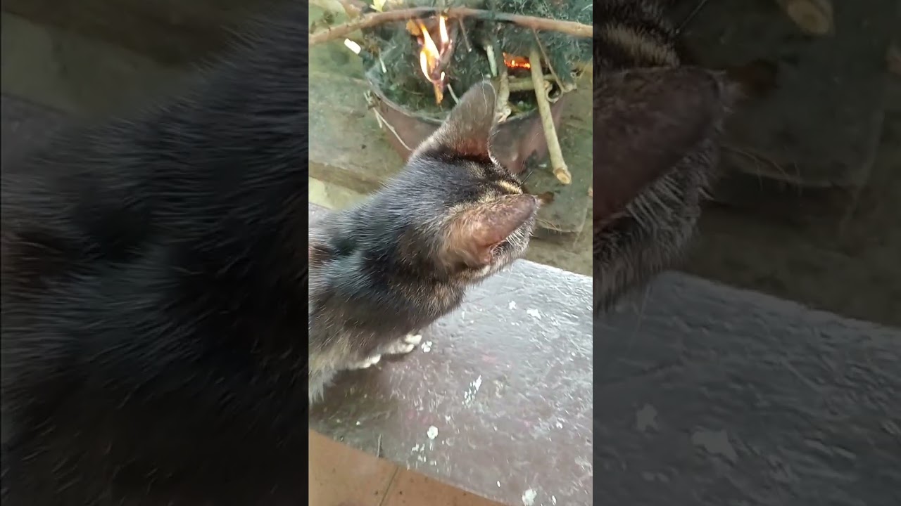 Setelah lama tak upload hari ini kami buat video lagi teman2. 😇🥰